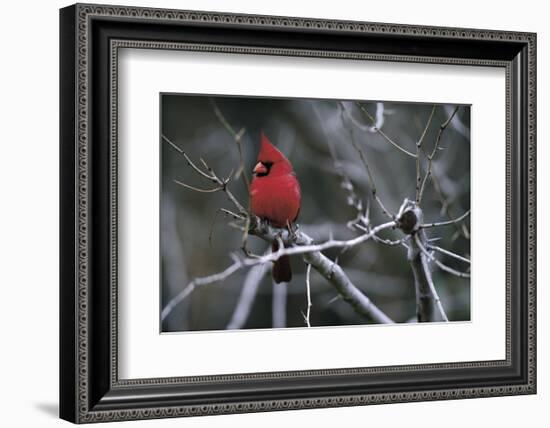 Cardinal-Art Wolfe-Framed Art Print