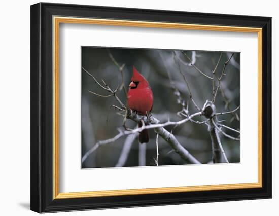 Cardinal-Art Wolfe-Framed Art Print