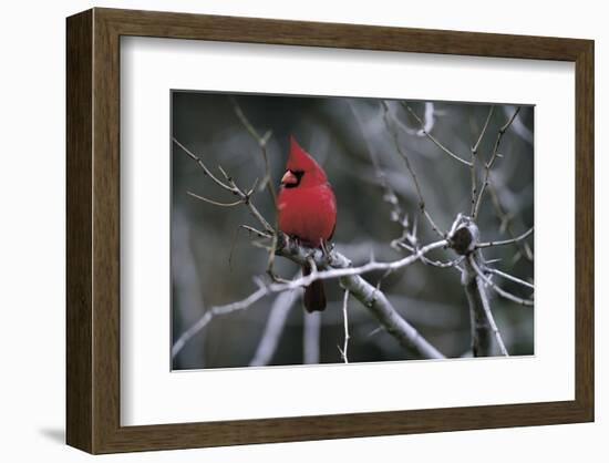 Cardinal-Art Wolfe-Framed Art Print