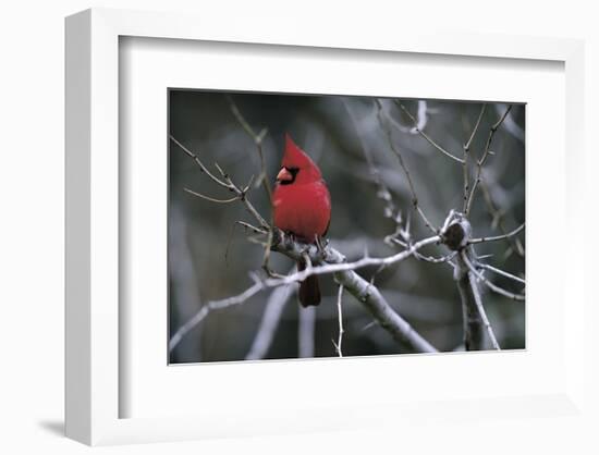 Cardinal-Art Wolfe-Framed Art Print