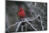 Cardinal-Art Wolfe-Mounted Art Print