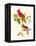 Cardinal-John James Audubon-Framed Stretched Canvas