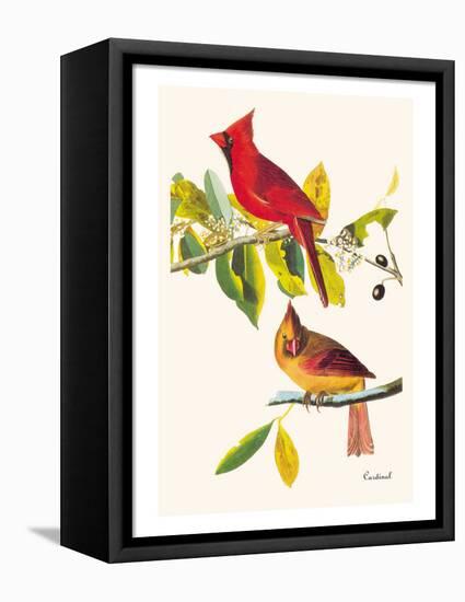 Cardinal-John James Audubon-Framed Stretched Canvas