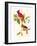 Cardinal-John James Audubon-Framed Premium Giclee Print