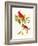 Cardinal-John James Audubon-Framed Art Print