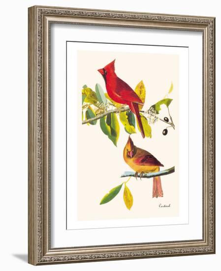 Cardinal-John James Audubon-Framed Art Print
