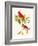 Cardinal-John James Audubon-Framed Art Print