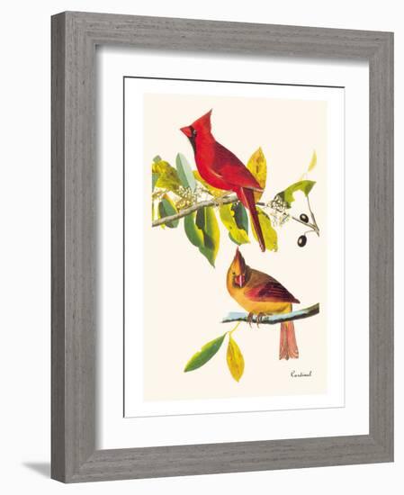 Cardinal-John James Audubon-Framed Art Print