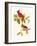 Cardinal-John James Audubon-Framed Art Print