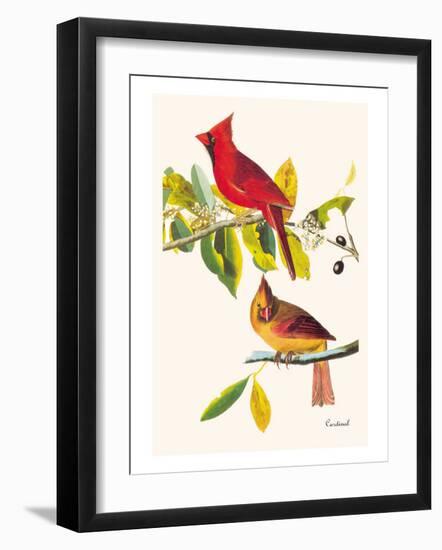 Cardinal-John James Audubon-Framed Art Print