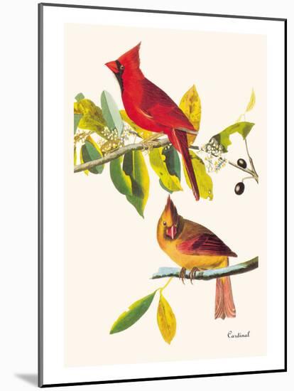 Cardinal-John James Audubon-Mounted Art Print