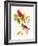 Cardinal-John James Audubon-Framed Art Print