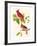 Cardinal-John James Audubon-Framed Art Print