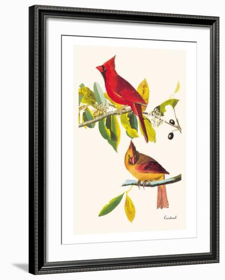 Cardinal-John James Audubon-Framed Art Print