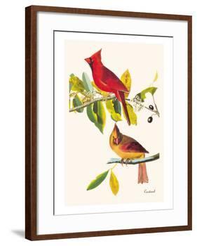 Cardinal-John James Audubon-Framed Art Print