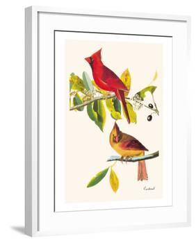 Cardinal-John James Audubon-Framed Art Print