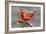 Cardinal-Lantern Press-Framed Art Print