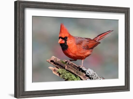 Cardinal-Lantern Press-Framed Art Print