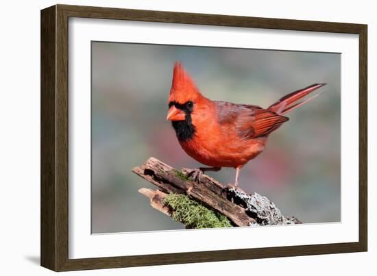 Cardinal-Lantern Press-Framed Art Print