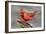 Cardinal-Lantern Press-Framed Art Print