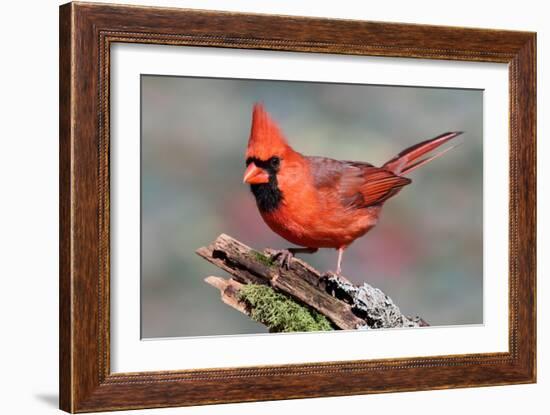 Cardinal-Lantern Press-Framed Art Print