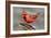 Cardinal-Lantern Press-Framed Art Print