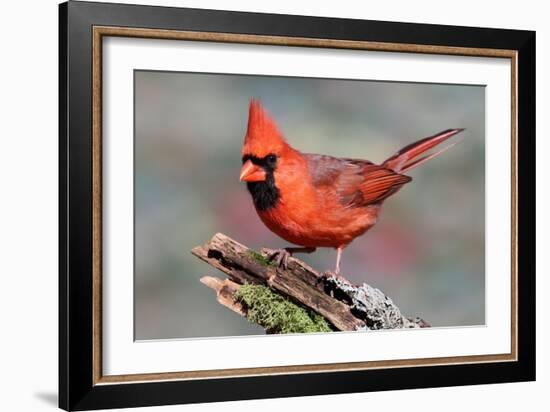 Cardinal-Lantern Press-Framed Art Print