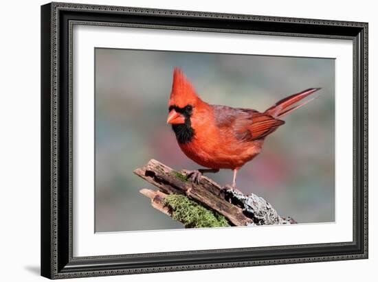Cardinal-Lantern Press-Framed Art Print
