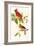 Cardinal-John James Audubon-Framed Art Print