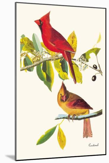 Cardinal-John James Audubon-Mounted Art Print