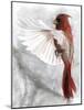 Cardinals II-Stellar Design Studio-Mounted Art Print