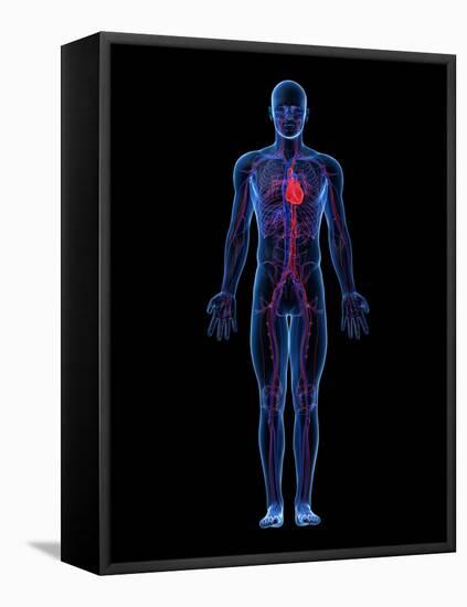 Cardiovascular System, Artwork-SCIEPRO-Framed Premier Image Canvas