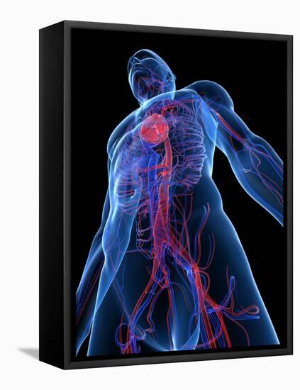 Cardiovascular System, Artwork-SCIEPRO-Framed Premier Image Canvas