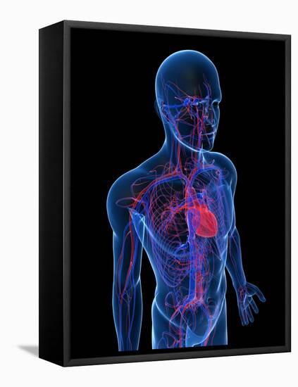 Cardiovascular System, Artwork-SCIEPRO-Framed Premier Image Canvas