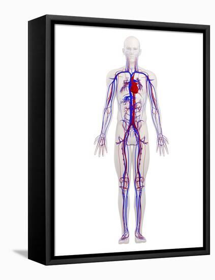 Cardiovascular System, Artwork-SCIEPRO-Framed Premier Image Canvas