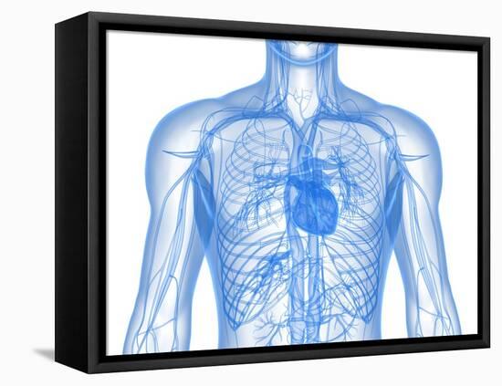 Cardiovascular System, Artwork-SCIEPRO-Framed Premier Image Canvas