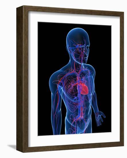 Cardiovascular System, Artwork-SCIEPRO-Framed Photographic Print