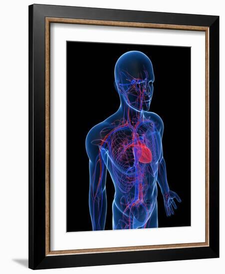 Cardiovascular System, Artwork-SCIEPRO-Framed Photographic Print