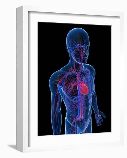 Cardiovascular System, Artwork-SCIEPRO-Framed Photographic Print