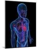 Cardiovascular System, Artwork-SCIEPRO-Mounted Photographic Print