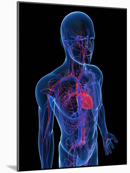 Cardiovascular System, Artwork-SCIEPRO-Mounted Photographic Print