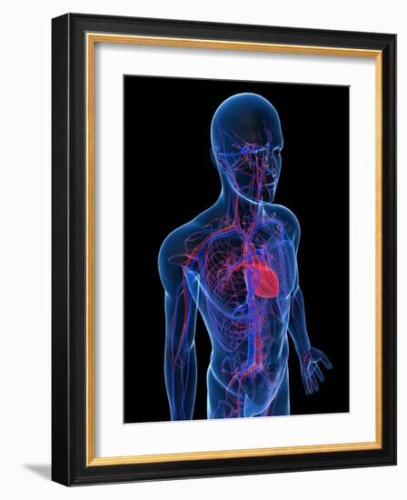 Cardiovascular System, Artwork-SCIEPRO-Framed Photographic Print