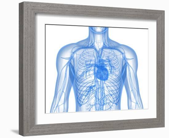 Cardiovascular System, Artwork-SCIEPRO-Framed Photographic Print