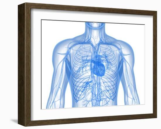 Cardiovascular System, Artwork-SCIEPRO-Framed Photographic Print