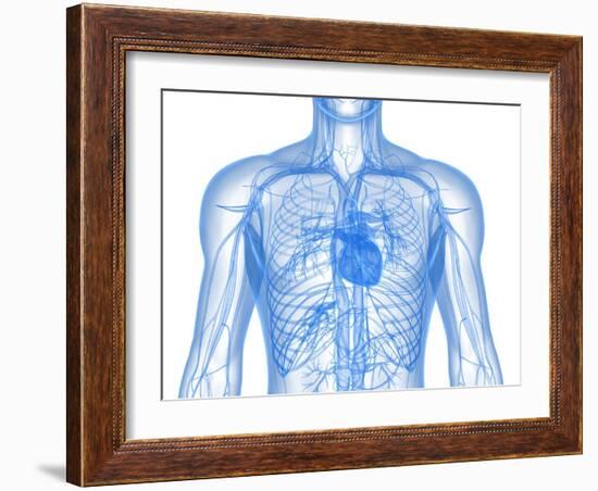 Cardiovascular System, Artwork-SCIEPRO-Framed Photographic Print