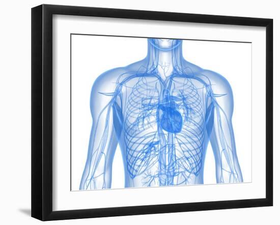 Cardiovascular System, Artwork-SCIEPRO-Framed Photographic Print