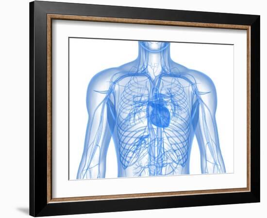 Cardiovascular System, Artwork-SCIEPRO-Framed Photographic Print