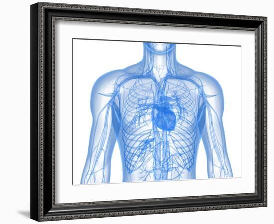 Cardiovascular System, Artwork-SCIEPRO-Framed Photographic Print