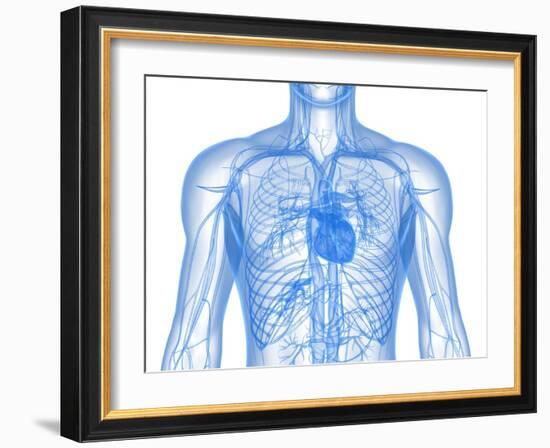 Cardiovascular System, Artwork-SCIEPRO-Framed Photographic Print