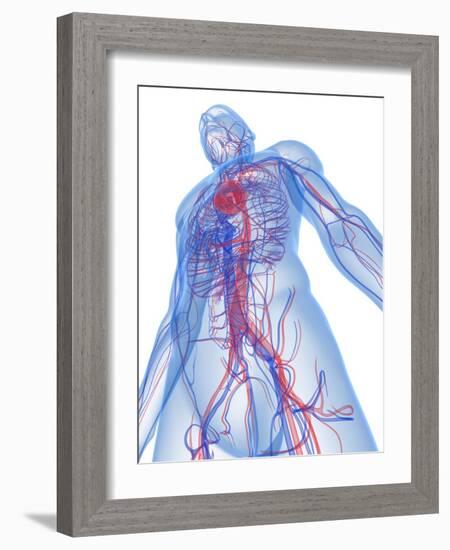 Cardiovascular System, Artwork-SCIEPRO-Framed Photographic Print